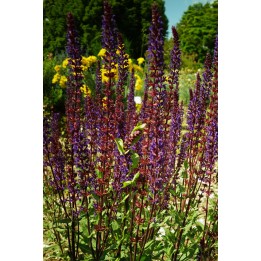 Sauge - Salvia nemorosa 'Caradonna'