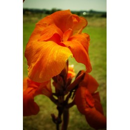 Balisier - Canna 'Striata'