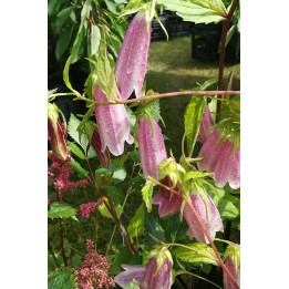 Campanule - Campanula takesimana 'Elizabeth'