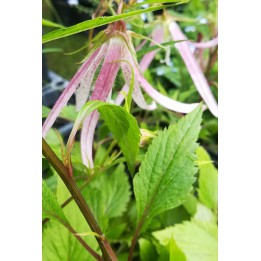 Campanule - Campanula 'Pink Octopus'