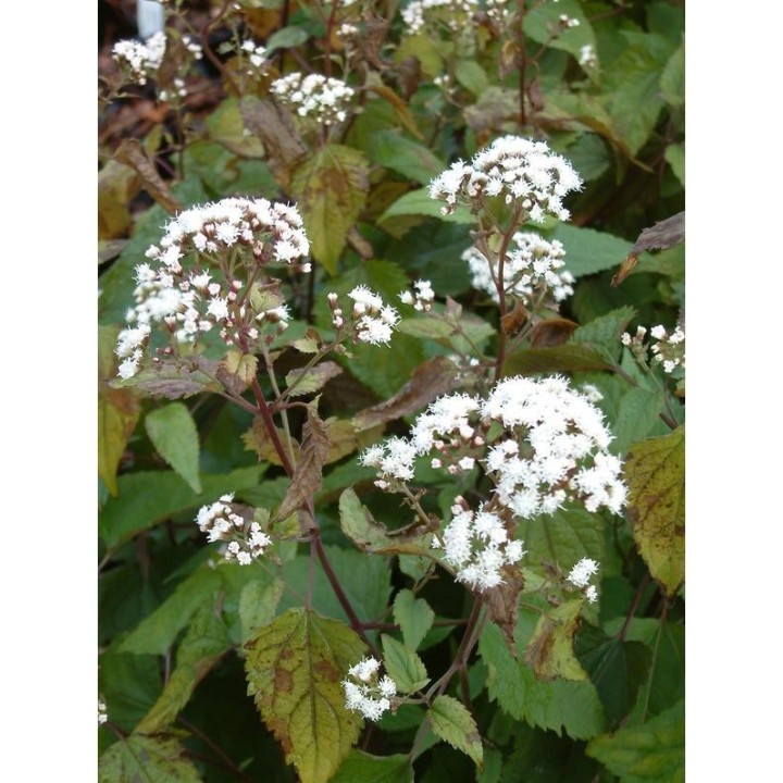 Eupatoire - Ageratina altissima 'Chocolate' -