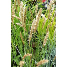 Mélique ciliée - Melica ciliata