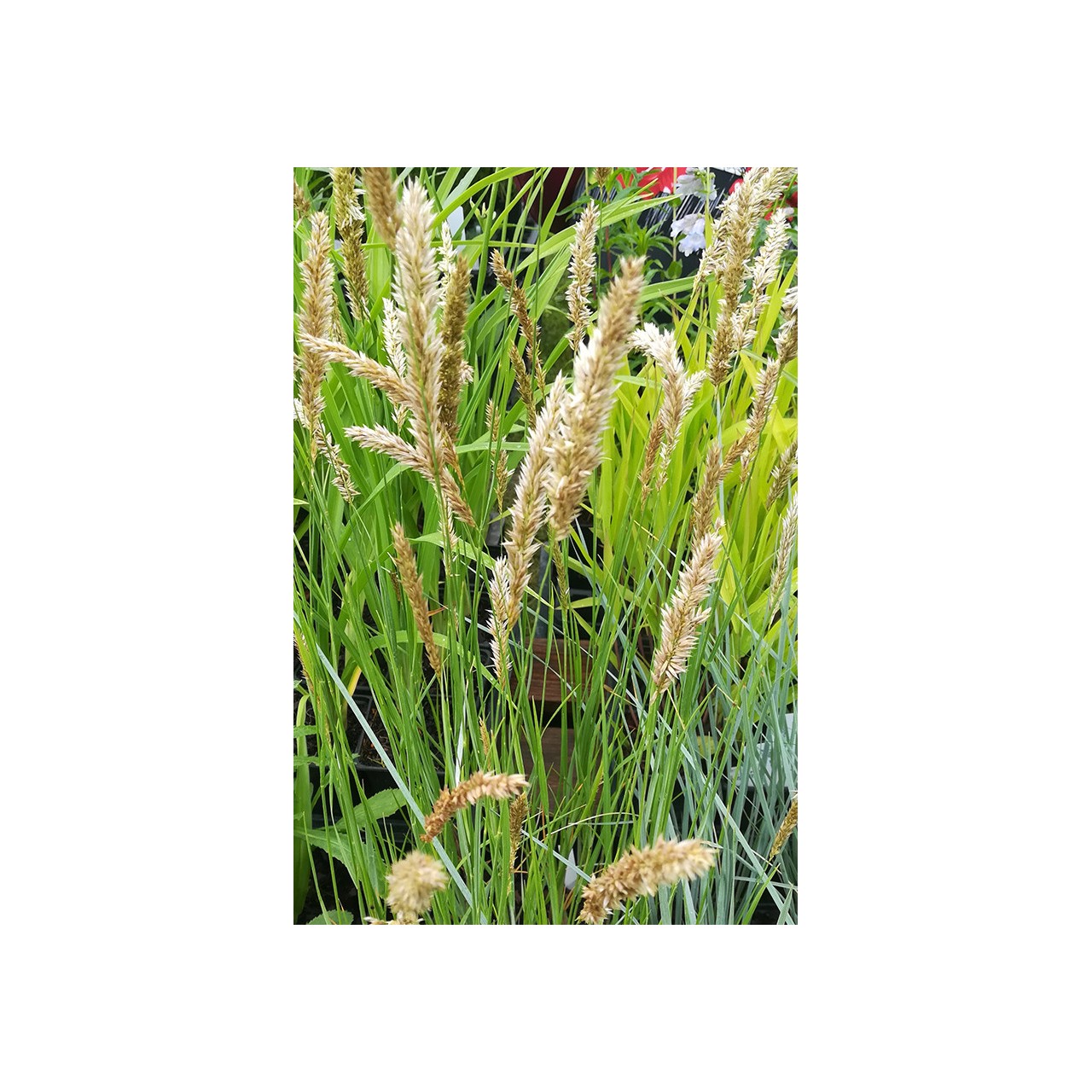 Mélique ciliée - Melica ciliata