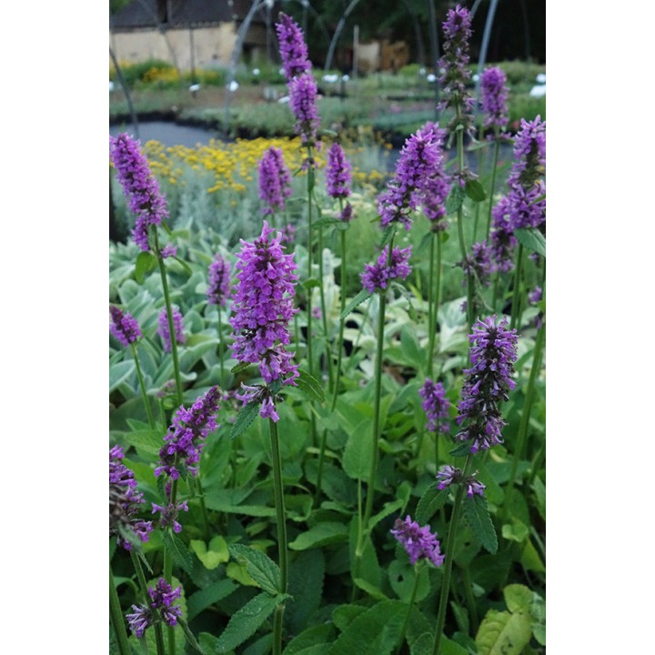Bétoine - Stachys officinalis 'Hummelo'