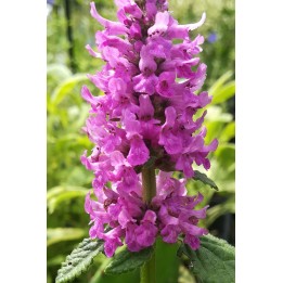 Bétoine - Stachys officinalis 'Hummelo'