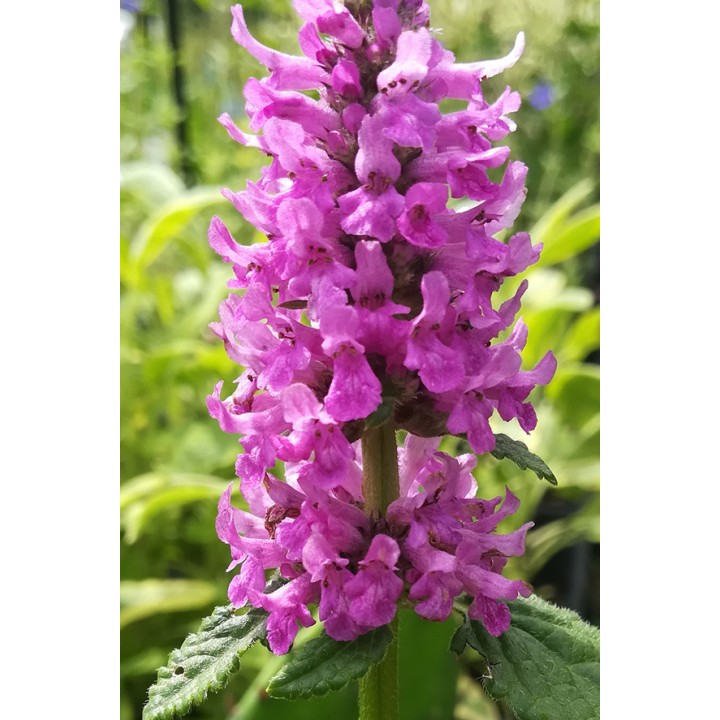Bétoine - Stachys officinalis 'Hummelo'
