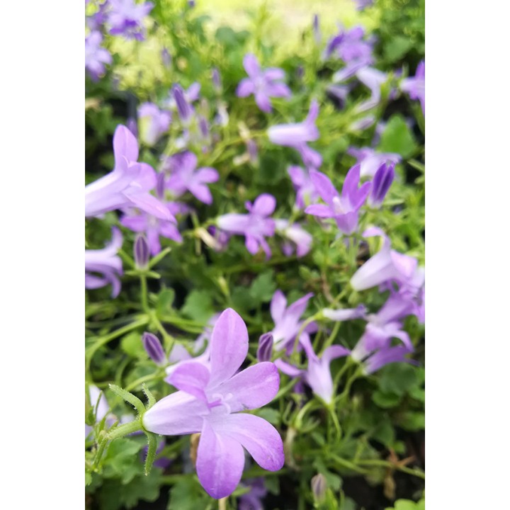 Campanule des murailles - Campanula portenschlagiana