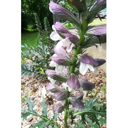 Acanthe - Acanthus spinosus 'Royal Haughty'