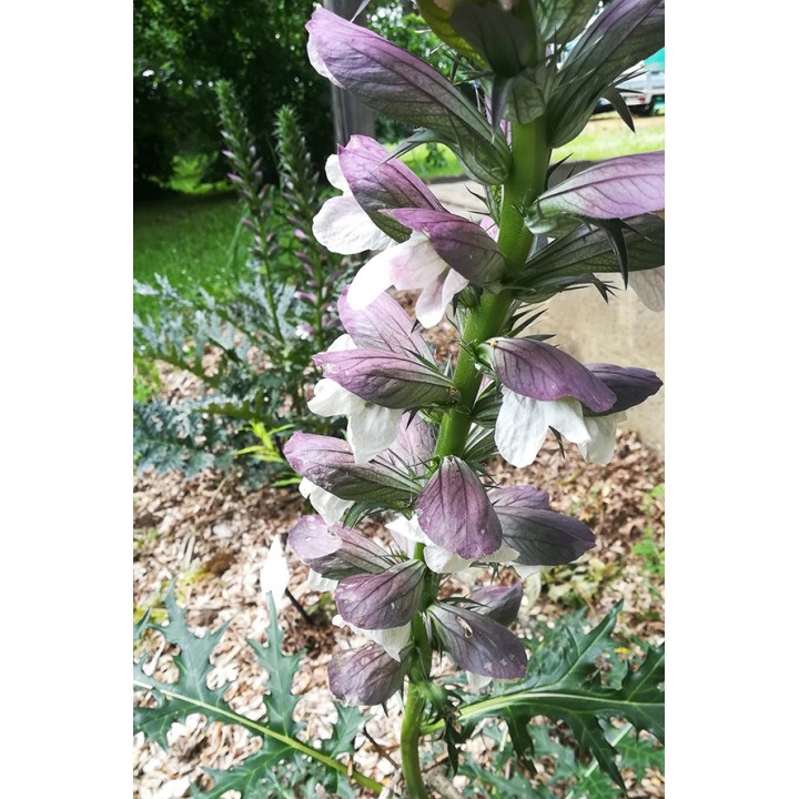 Acanthe - Acanthus spinosus 'Royal Haughty'