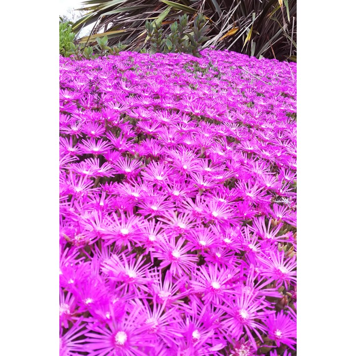 Ficoïde  - Delosperma cooperi