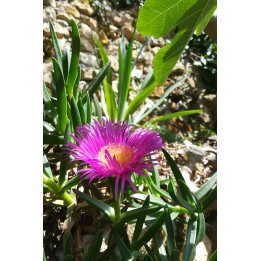 Griffe de sorcière - Carpobrotus edulis