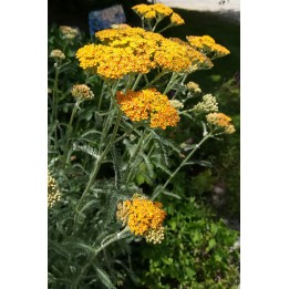 Achillée - Achillea 'Terracotta'