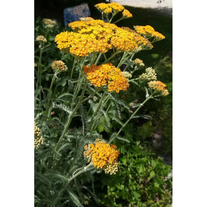 Achillée - Achillea 'Terracotta'