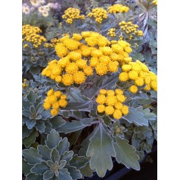 Chrysantheme mimosa - Ajania pacifica 'Gold & Silver'