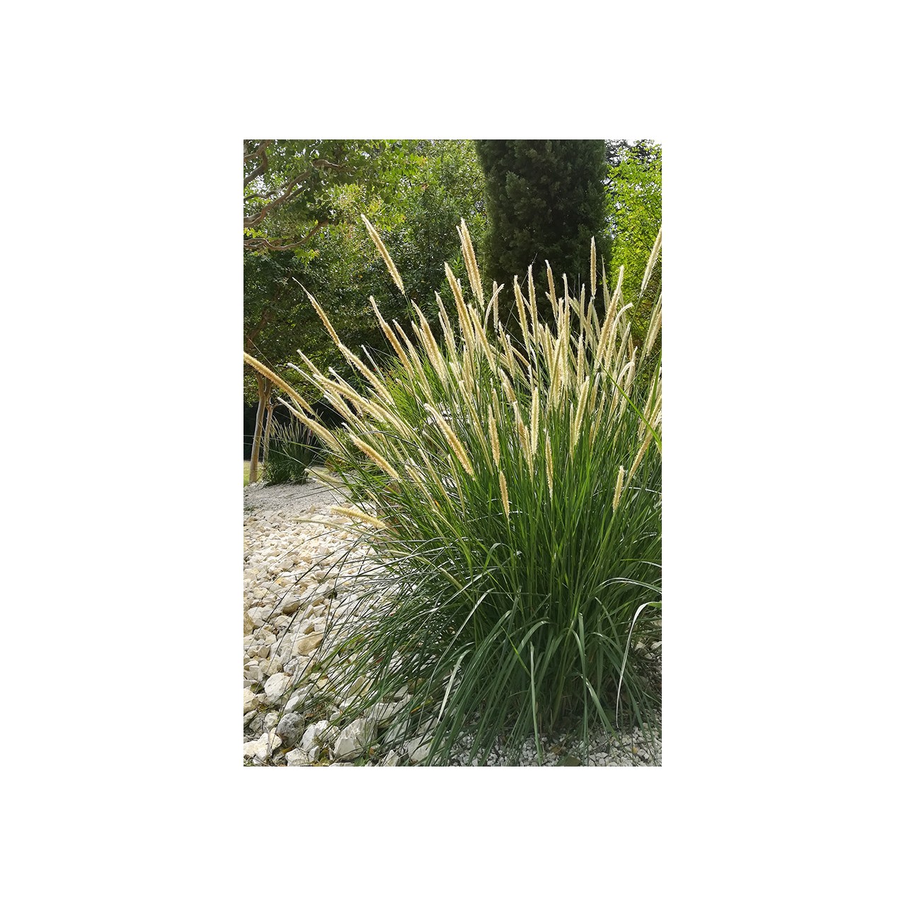 Herbe aux écouvillons - Pennisetum macrourum