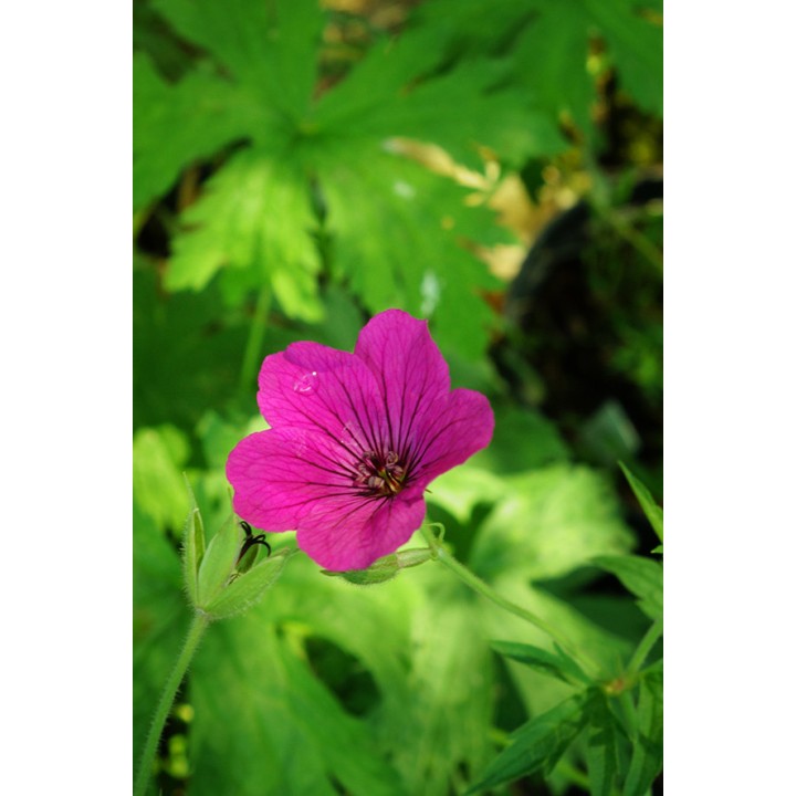 Geranium 'Red Admiral'