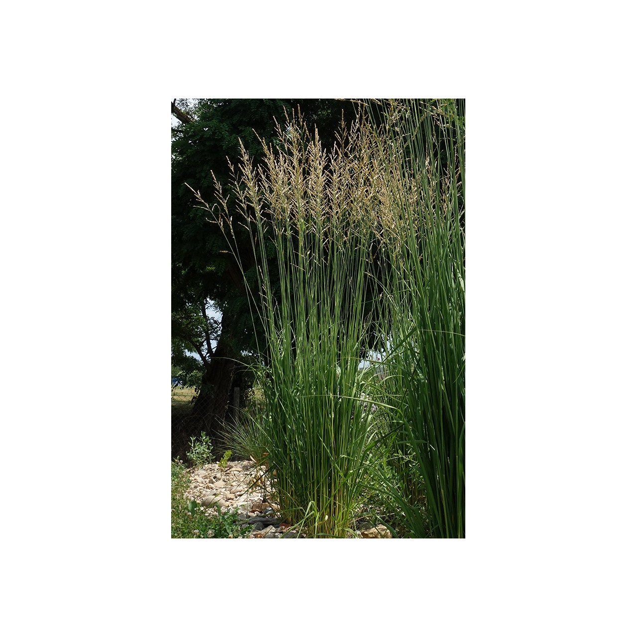 Molinie - Molinia caerulea subsp.arundinacea 'Karl Foester'