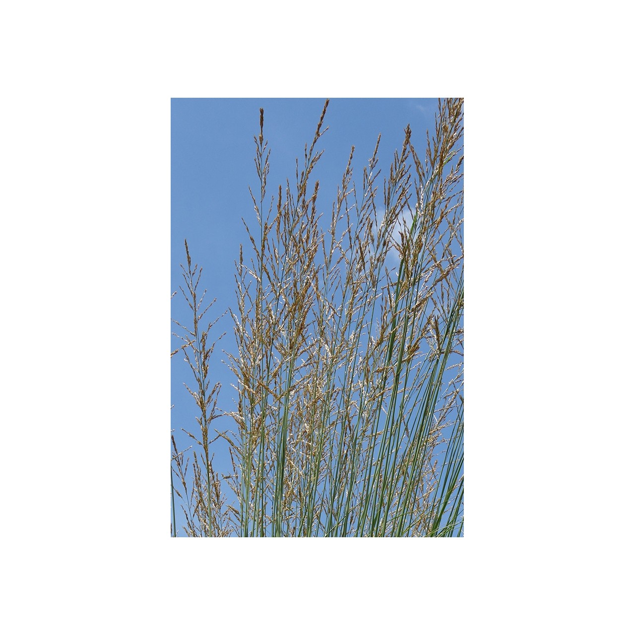 Molinie - Molinia caerulea subsp.arundinacea 'Karl Foester'