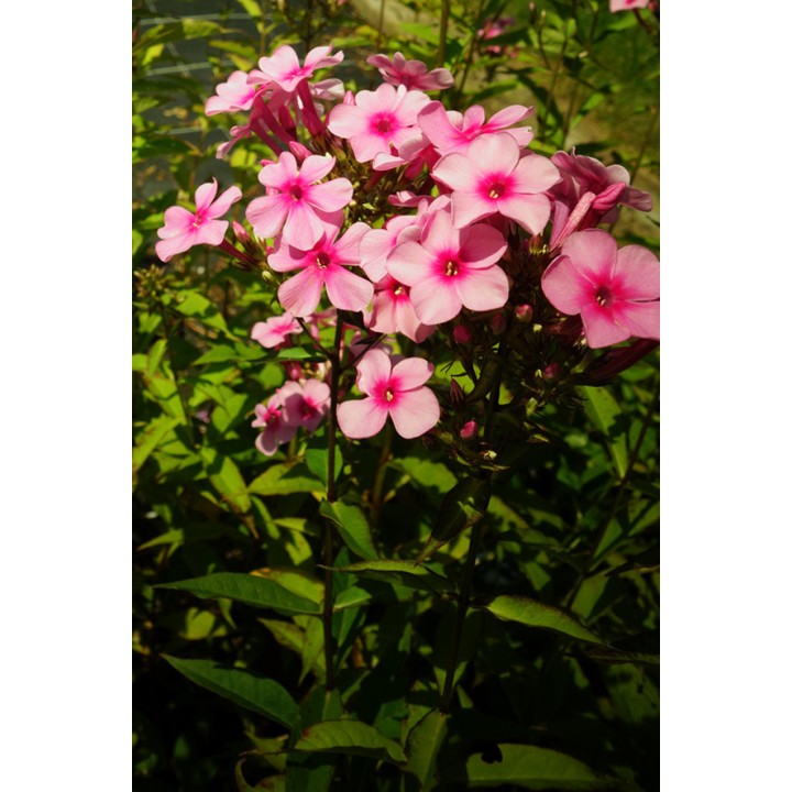 Phlox paniculata 'Flamingo'