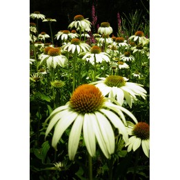 Echinacea purpurea 'Alba'