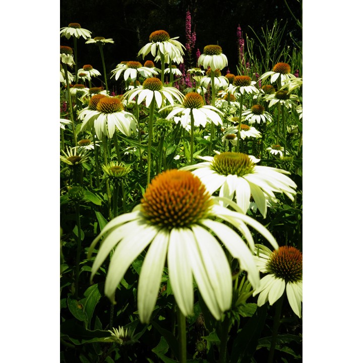 Echinacea purpurea 'Alba'