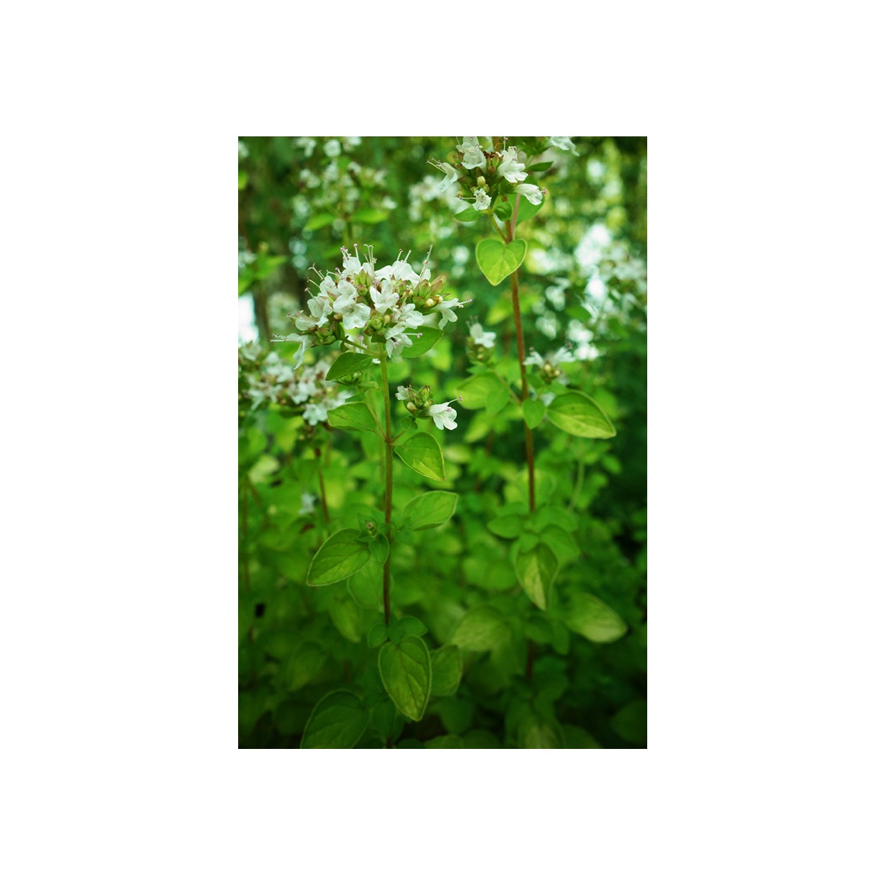 Origan - Origanum vulgare 'Thumble's Variety'