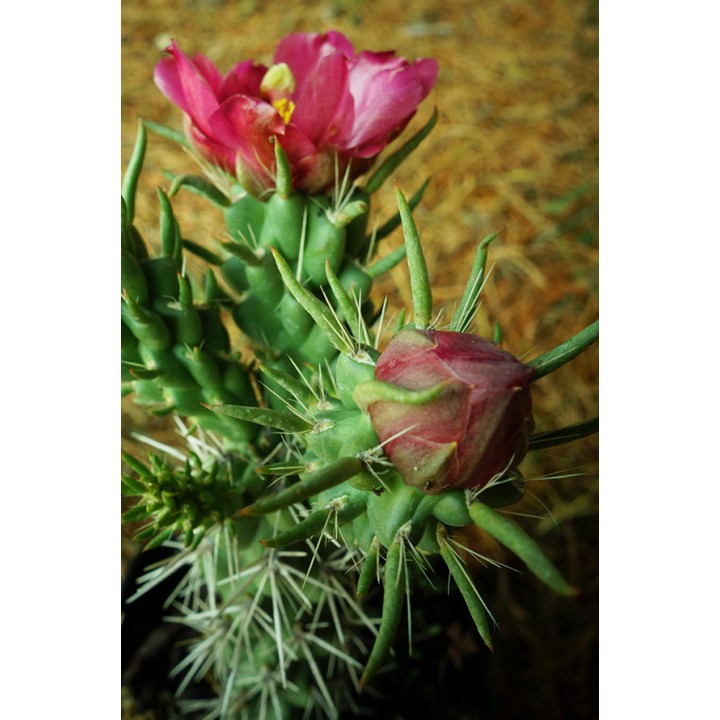 Oponce - Cylindropuntia spinosior