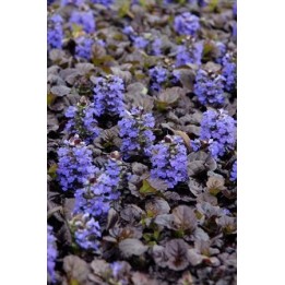 Bugle à feuillage pourpre - Ajuga reptans 'Black Scallop'