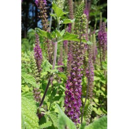 Germandrée iranienne - Teucrium hyrcanicum