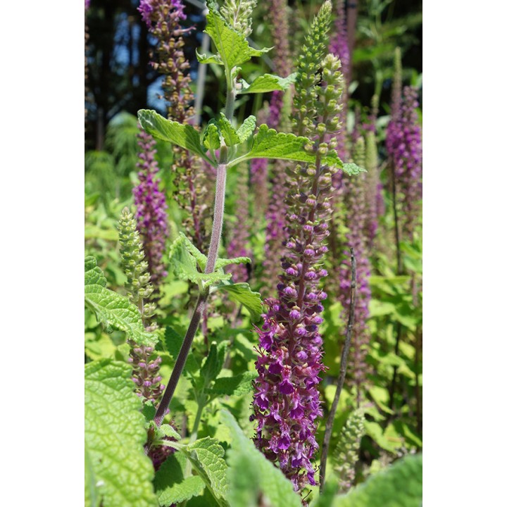 Germandrée iranienne - Teucrium hyrcanicum
