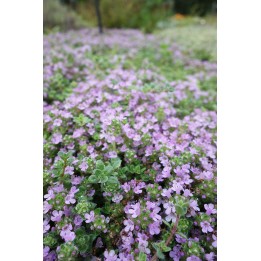 Thymus serpyllum 'Elfin'