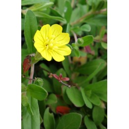 Oenothera perennis