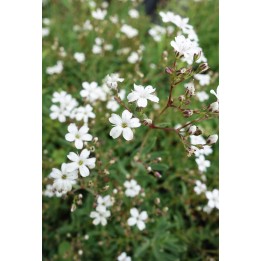 Gypsophile rampant - Gypsophila repens 'Alba'