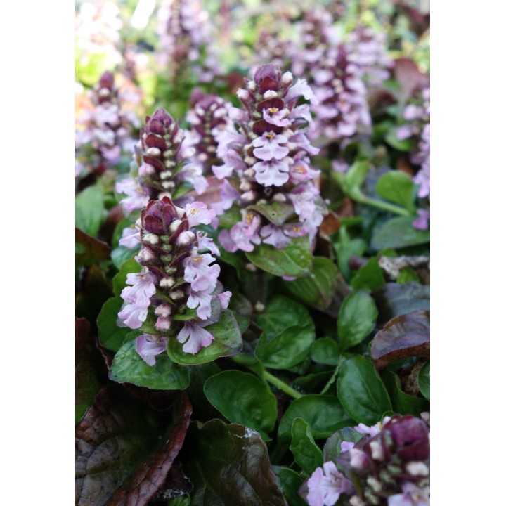 Bugle à fleurs roses - Ajuga reptans 'Rosea'