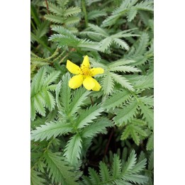 Potentille - Potentilla anserina