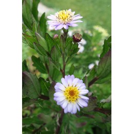 Kalimeris incisa 'Madira'