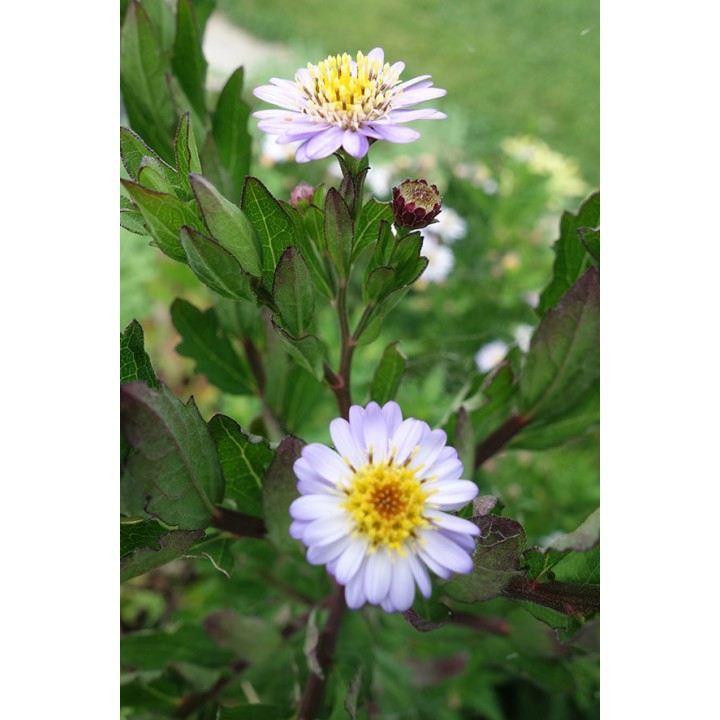 Kalimeris incisa 'Madira'