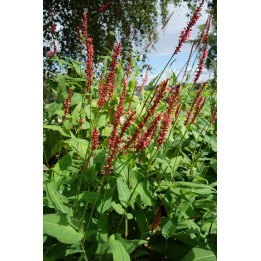 Persicaria amplexicaulis 'Orangefield'
