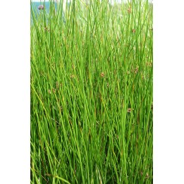Jonc - Juncus effusus