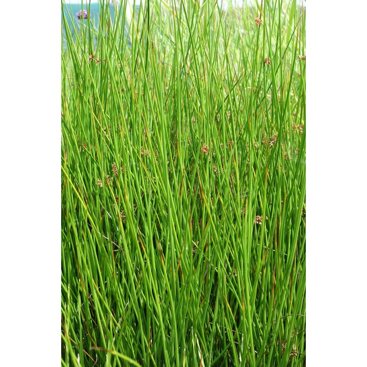 Jonc - Juncus effusus