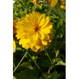 Rudbeckia laciniata 'Goldquelle'