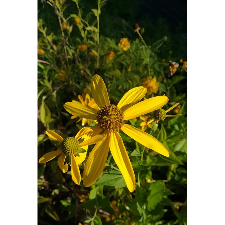 Rudbeckia laciniata 'Herbstsonne'