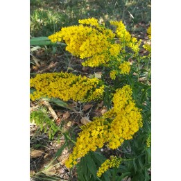 Solidago 'Laurin'