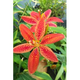Iris tigré - Iris domestica