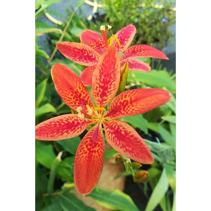 Iris tigré - Iris domestica
