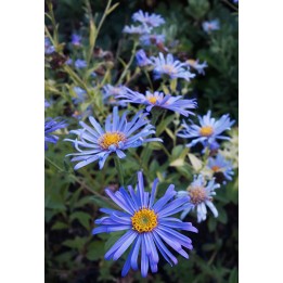 Vendangeuse - Aster x frikartii 'Mönch'