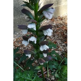 Acanthe - Acanthus 'Hollande du Nord'