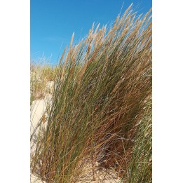 Oyat des dunes - Vente en ligne graminée - Ammophila arenaria