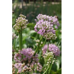Ail décoratif - Allium 'Summer Beauty'