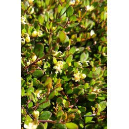 Muehlenbeckia capillaris